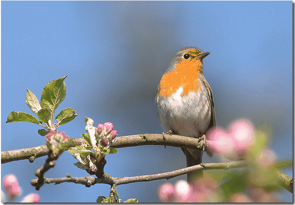 是一种修炼,要不断学习才能拥有幸福-博客-金凤凰深港深圳征婚交友网